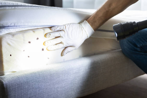 Best Termite Control Services  in La Huerta, NM