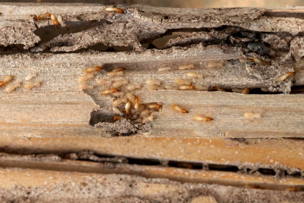Best Pest Control Near Me  in La Huerta, NM