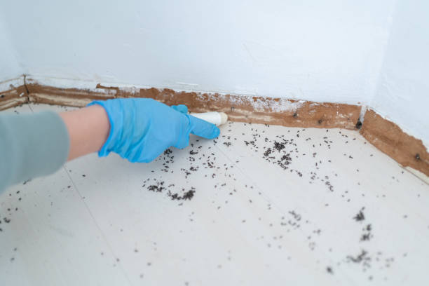 Best Pest Prevention Services  in La Huerta, NM